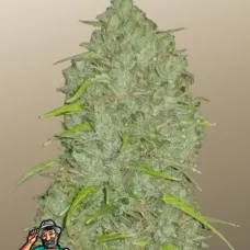 Original AUTO JACK HERER